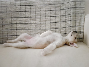a puppy sprawled out on the couch sleeping 