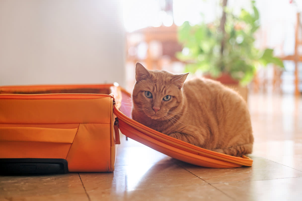 Cat in a suitcase
