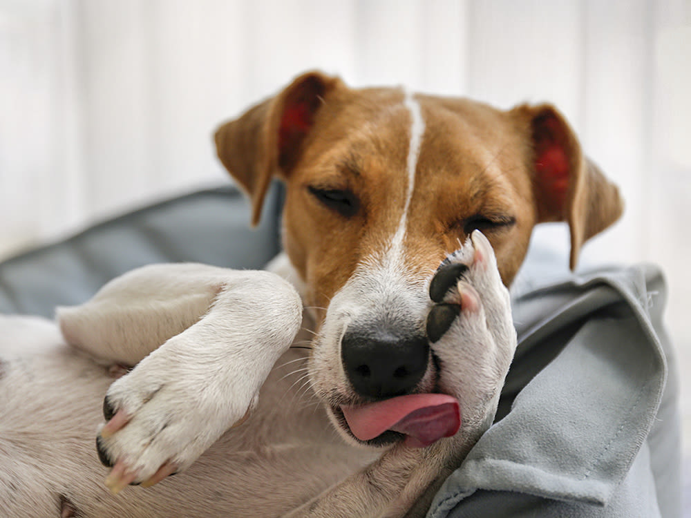  A Jack Russel terrier licking its front paw on dog bed. 