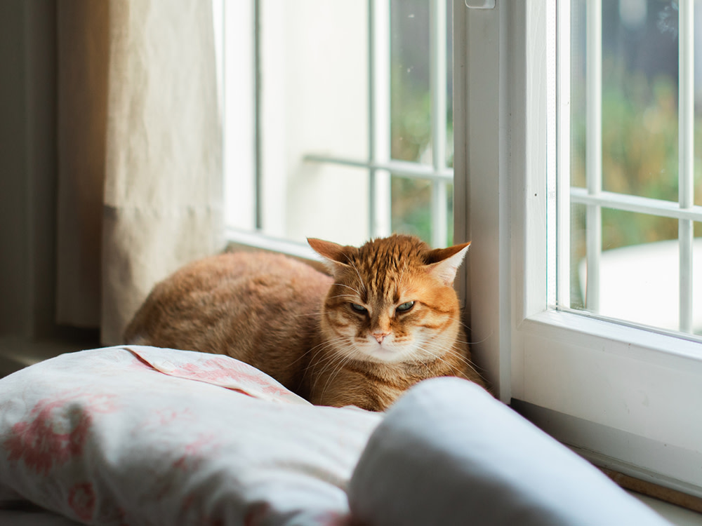 A ginger cat looking grumpy, sitting on the windowsill