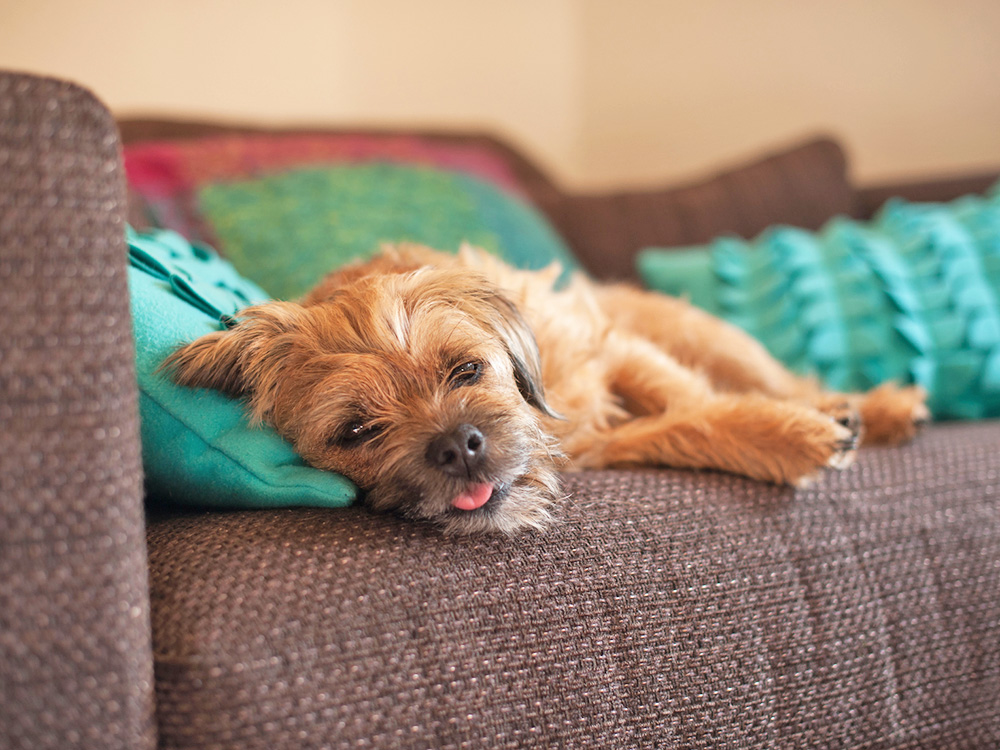 Funny terrier dog sticking out its tongue on the couch.