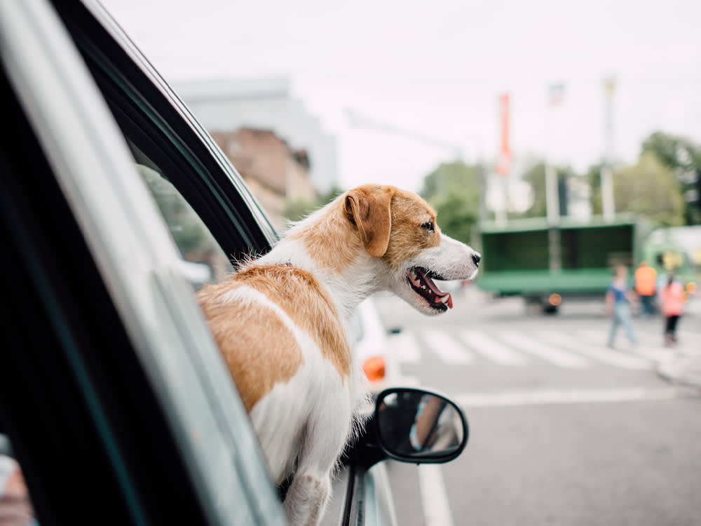 Dog sticking its head out the window of a car with mouth open