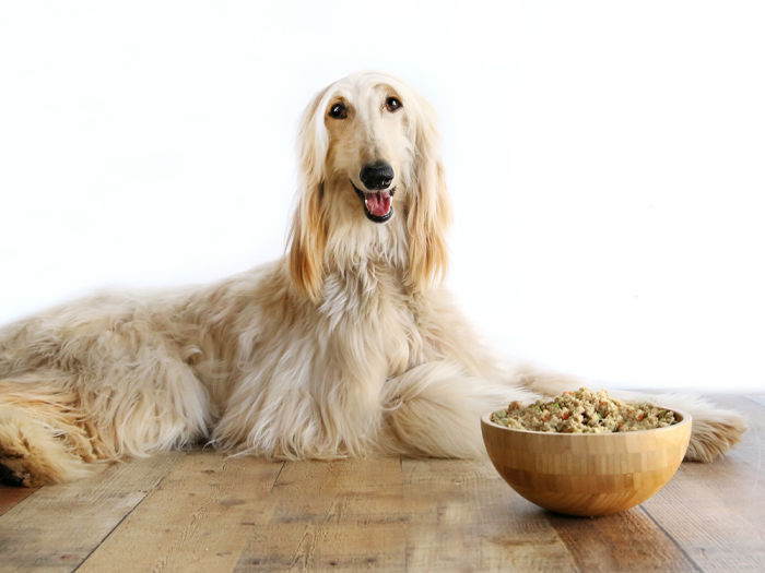 An afghan dog sitting on a hardwood floor with a bowl of food. 