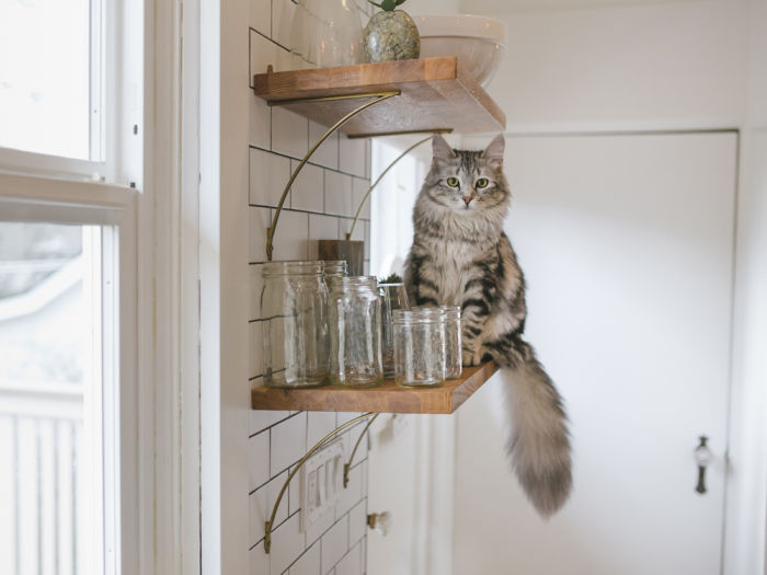 A cat sitting on a shelf with glassware. 