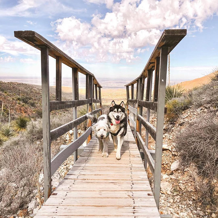 two dogs walk on a board walk in El Paso