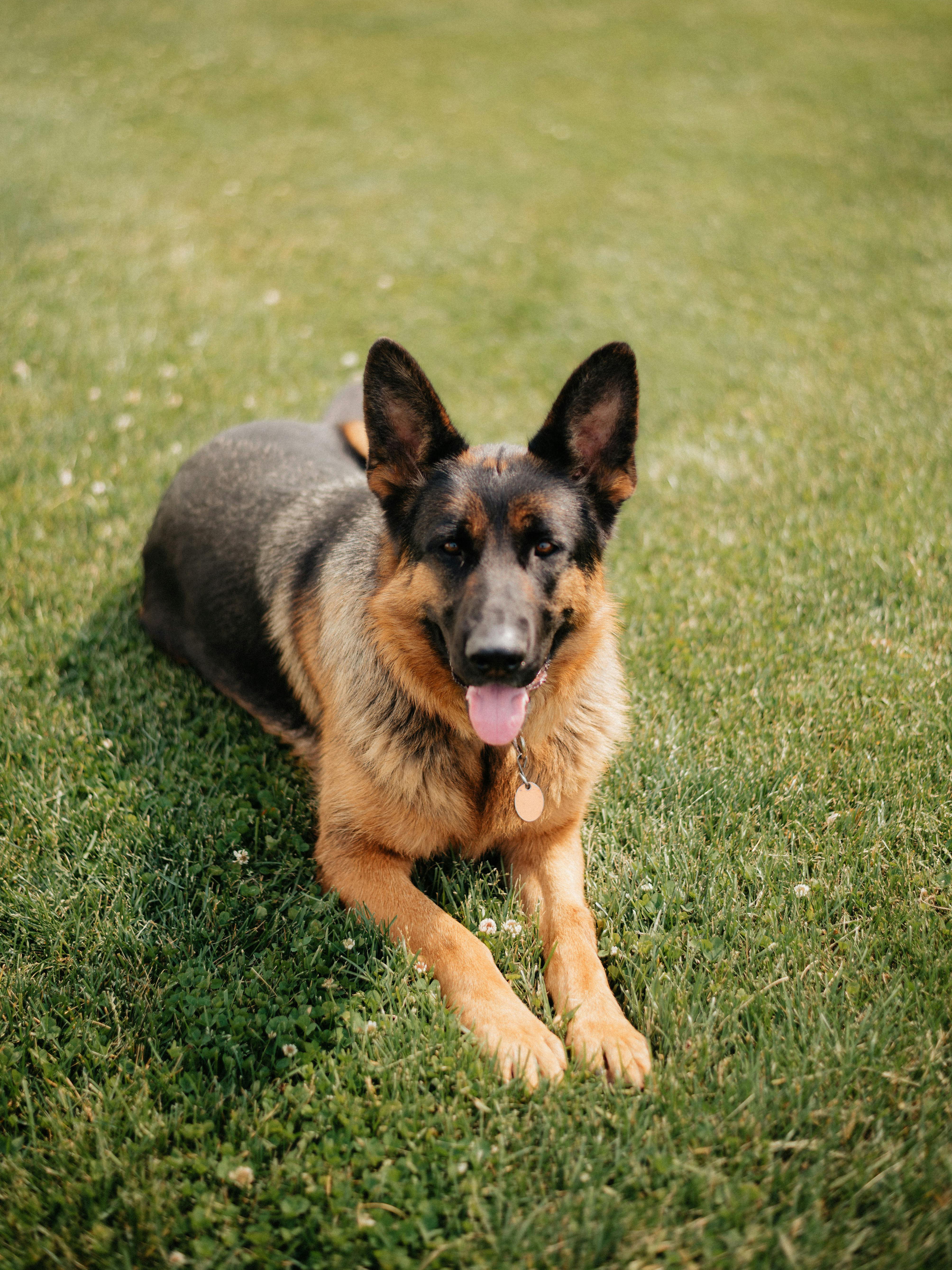 German Shepherd dog