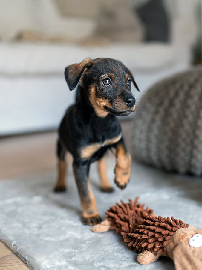 Puppy playing at home with his toy alone.