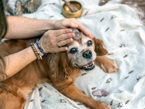 Healing stone on Cavalier spaniel dog.
