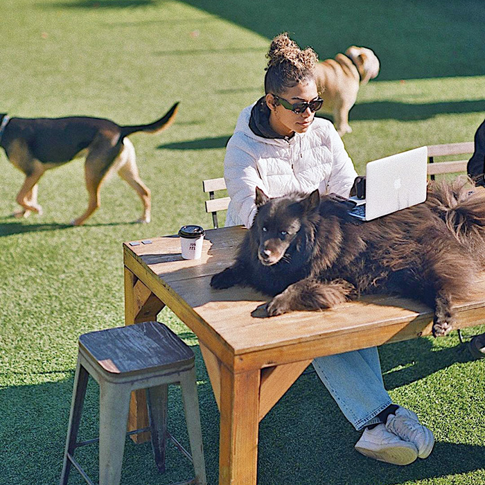 a dog parent works on her laptop on top of a dog lounging on an outdoor table at Dog PPL