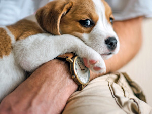 Cute puppy in the arms of someone wearing a wrist watch.