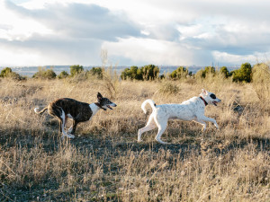 Two dog chasing each other playfully in a prairie field outside