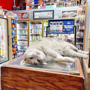 Funny bodega cat in New York City.