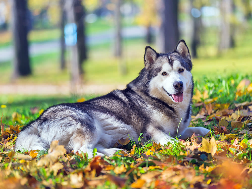 A gray-and-white dog sits in the middle of the woods in autumn.