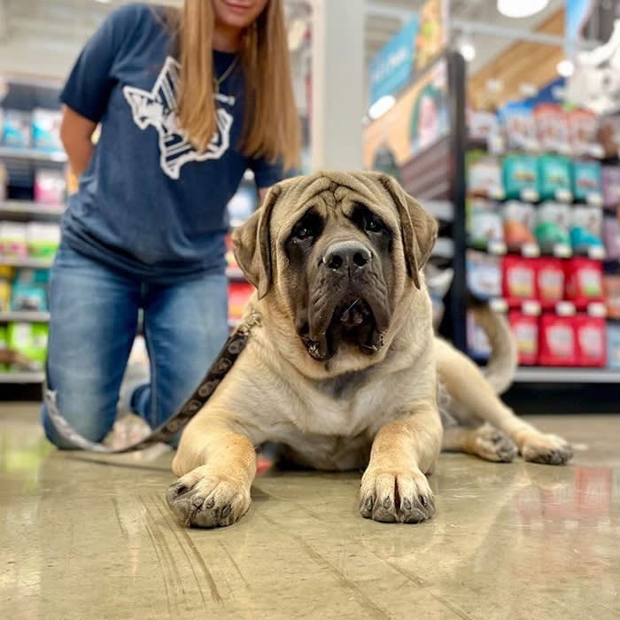 dog on the floor of store