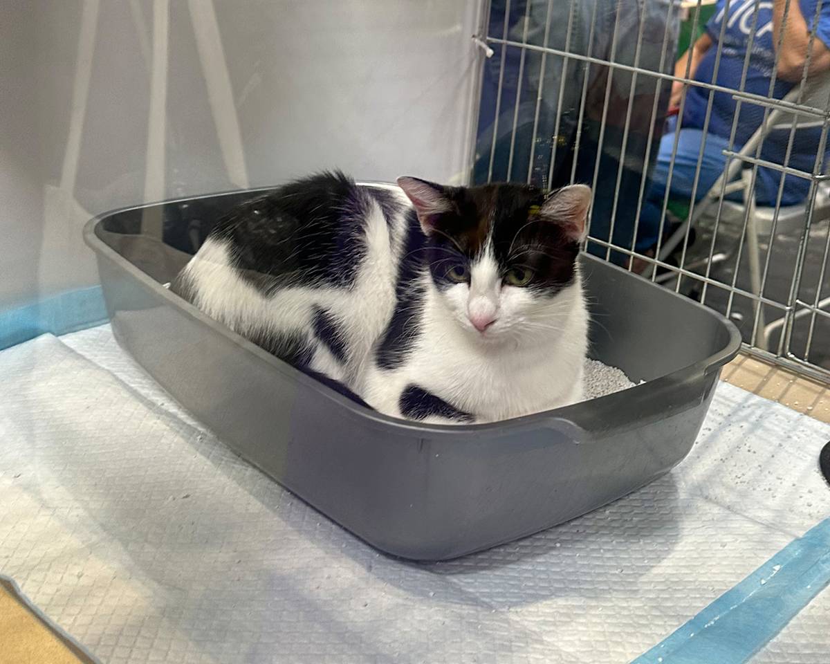 Black and white household cat