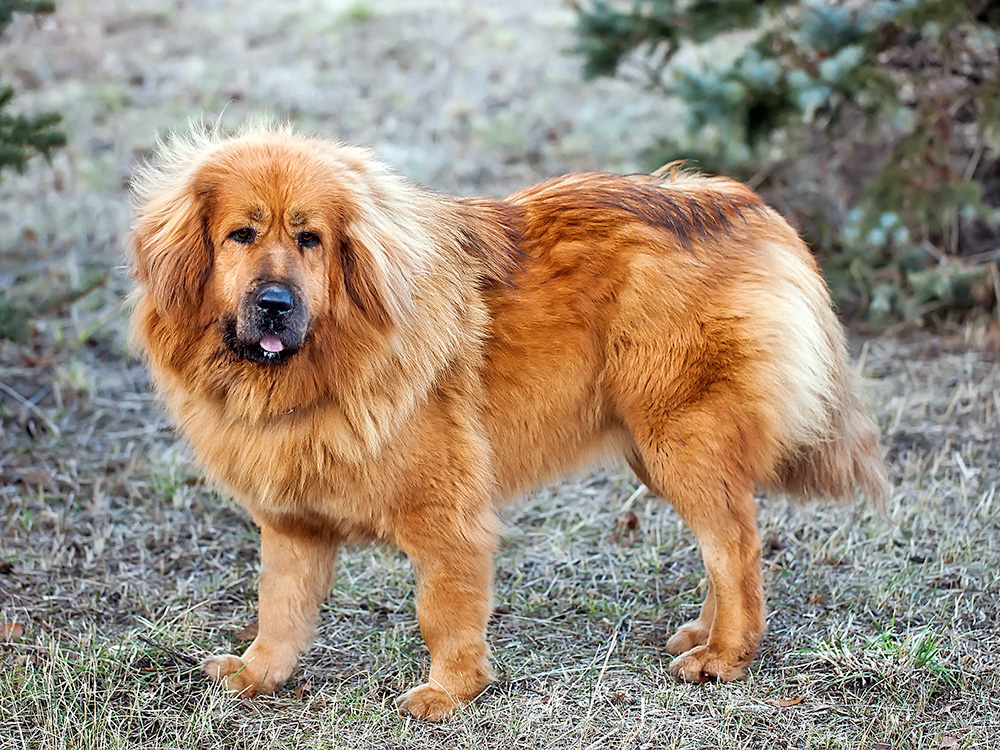 A large orange-colored dog with a black snout stands on top of a mountainous terrain.