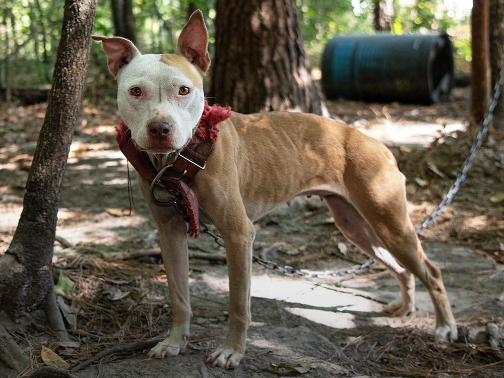 A portrait of a tan and white Pitbull dog, emaciated from lack of food, and chained to a tree int he woods outside