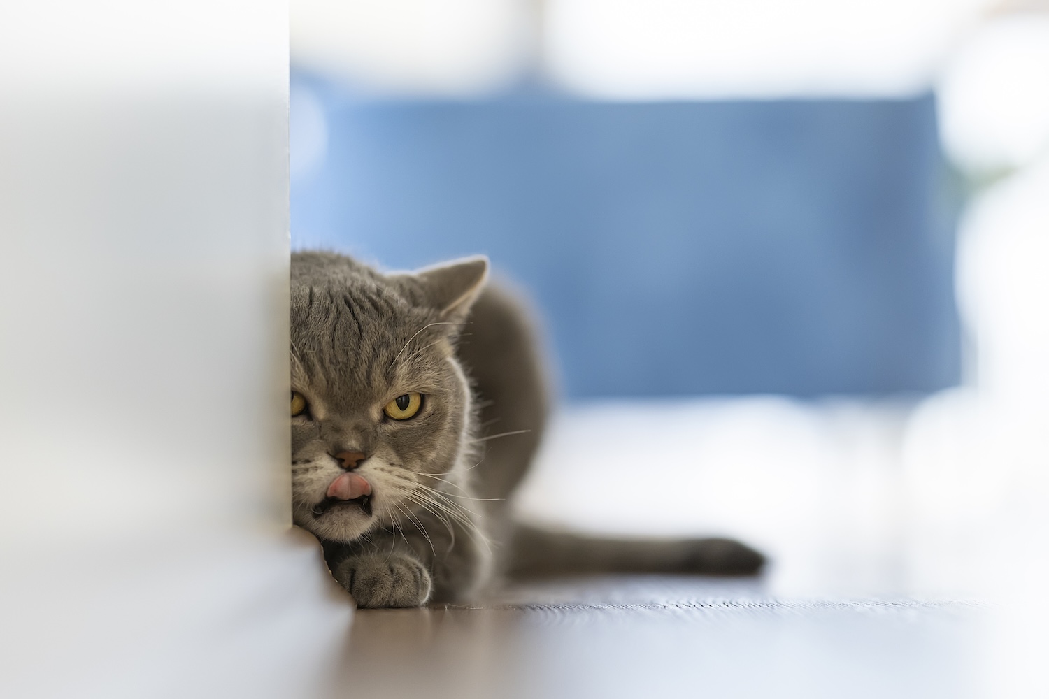 a fat grey cat looks menacingly out from behind a wall, licking his lips