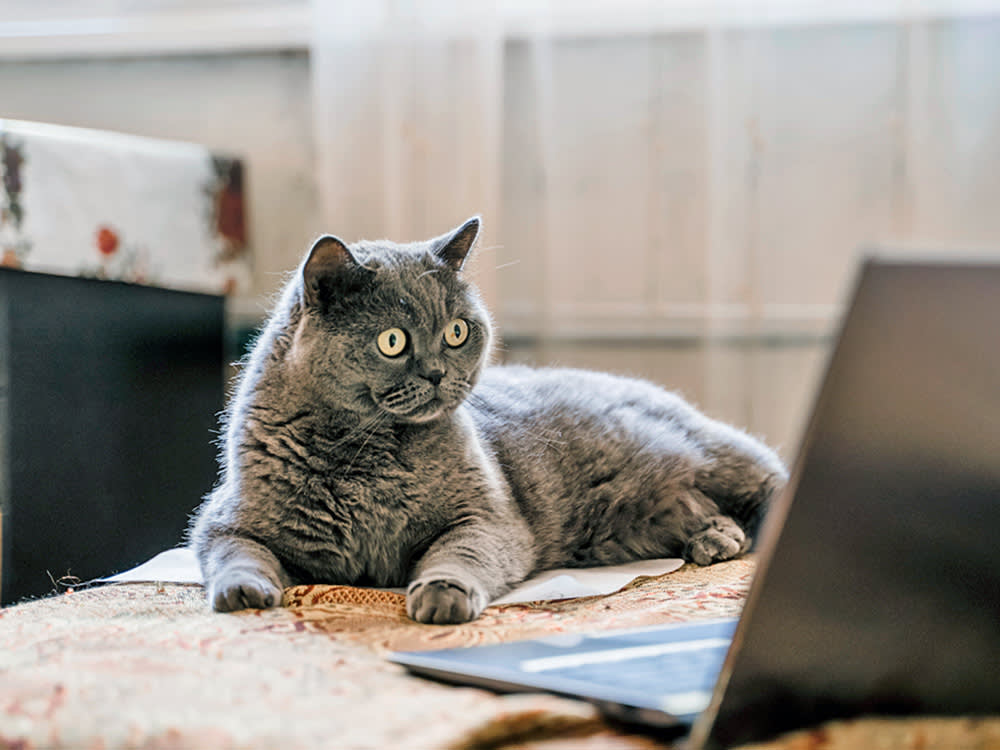 Funny cat staring at laptop computer at home.