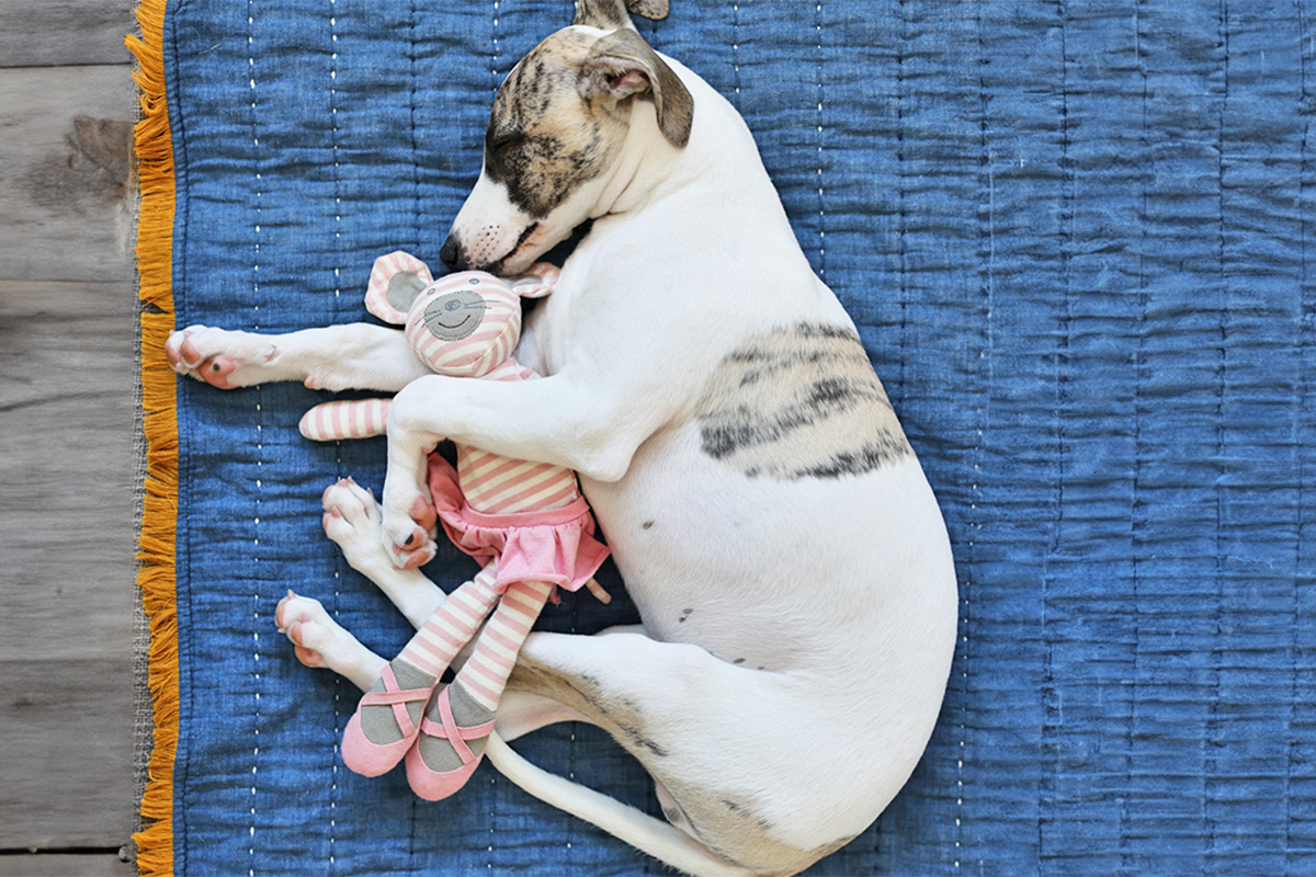 dog cuddling with a toy