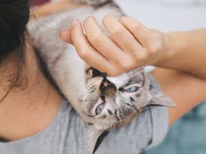 cat biting person's hand