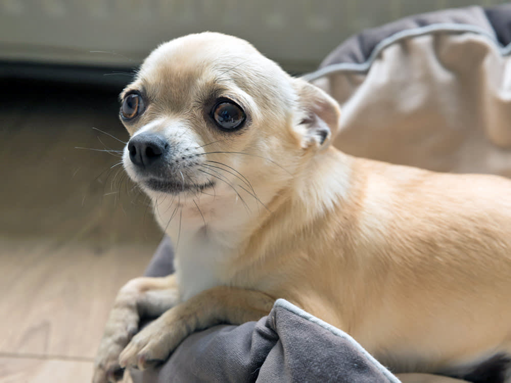 Picture of close up scared chihuahua in their bed