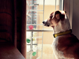 A high contrast photo of a dog looking out of a screened window
