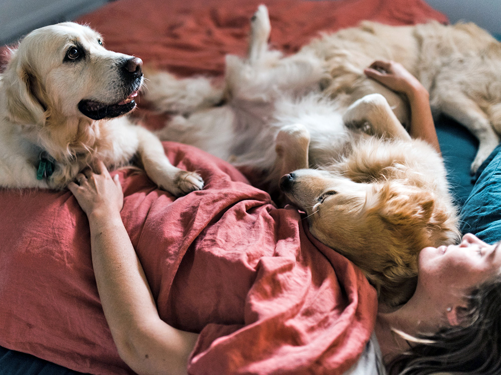 Woman in bed with 3 dogs.