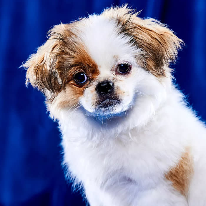 a small white and brown dog