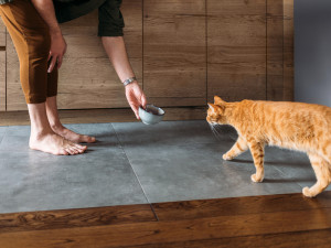 Profile view of a man giving a cat food to eat