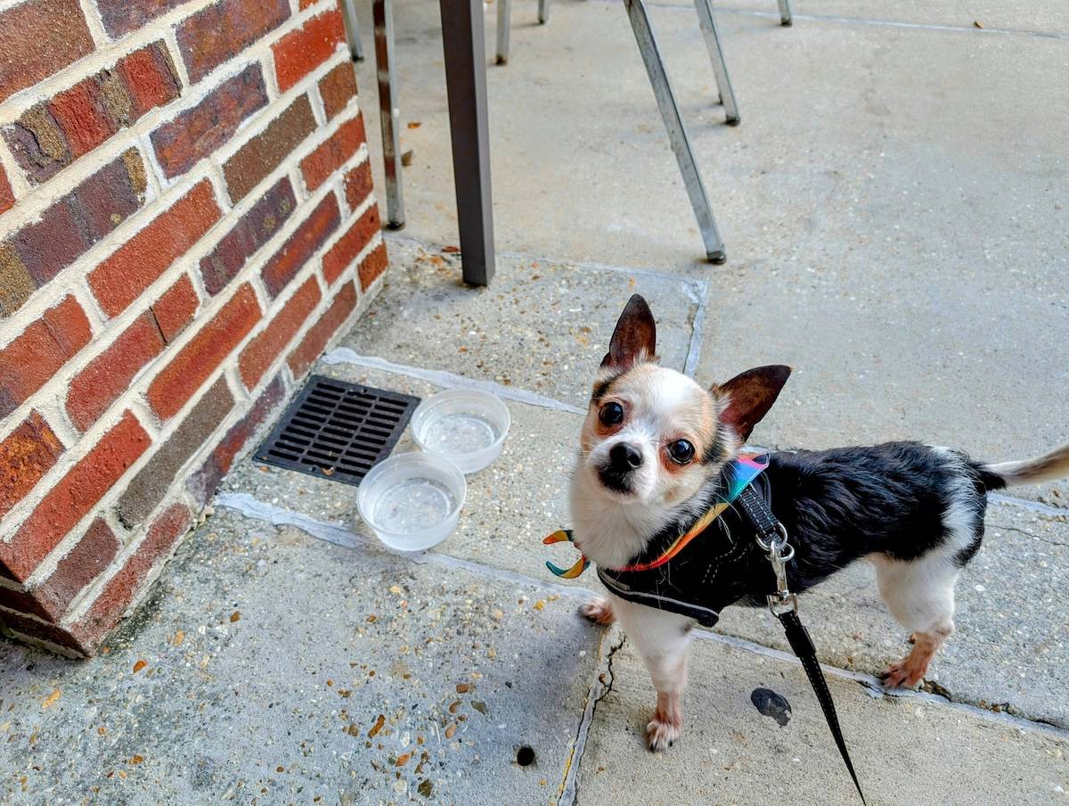 picture of a chihuahua in a coat looking up at the camera with two plastic water bowls in the background