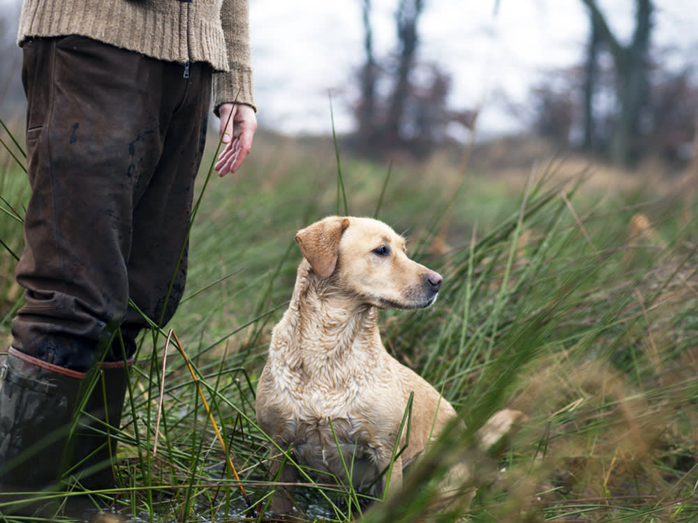 Gun dog in a field