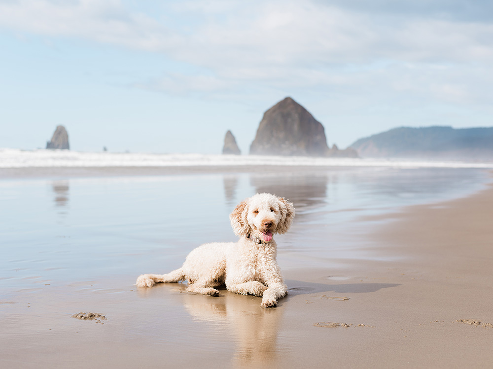 are dogs allowed on cannon beach oregon