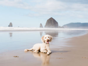A labradoodle dog sitting in the sand at Cannon Beach, Oregon. 