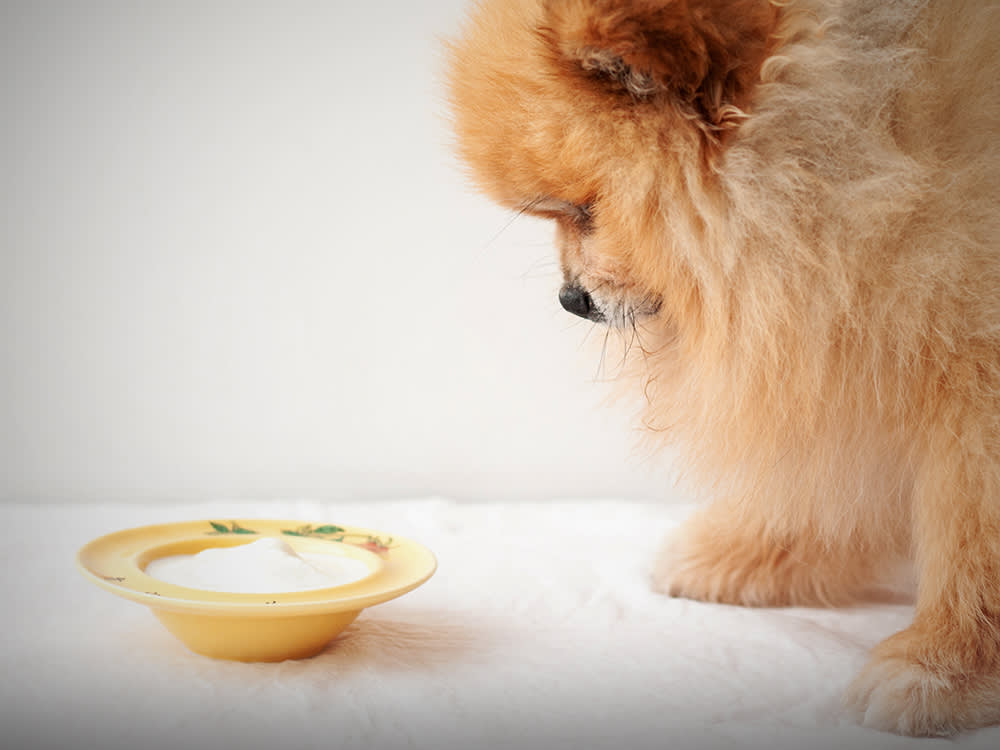 Pomeranian stands in front of a yellow bowl of homemade probiotic yogurt