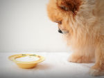 Pomeranian stands in front of a yellow bowl of homemade probiotic yogurt