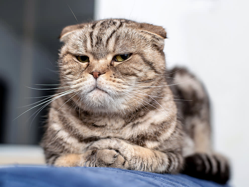 Annoyed cat laying down at home.