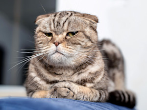 Annoyed cat laying down at home.