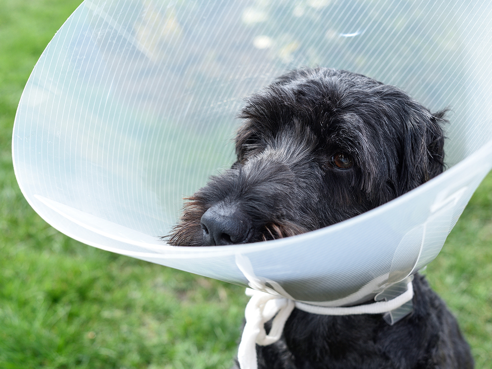 do dogs get periods after being spayed