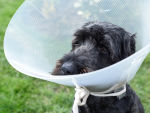 black scruffy dog wearing cone recovering from spay surgery