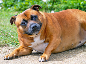 Obese dog laying outside in the sunshine.