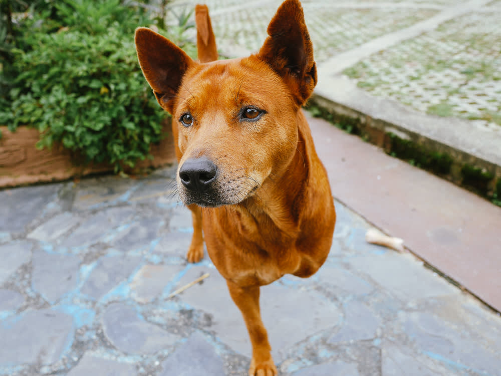 tripod dog / dog with three legs