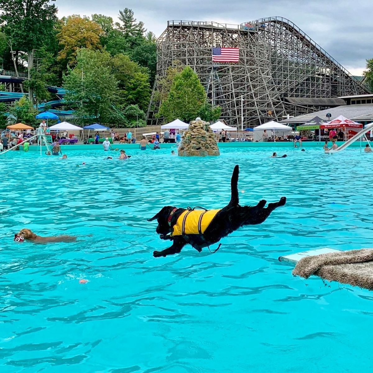a picture of a dog jumping in a pool with a rollercoaster in the background