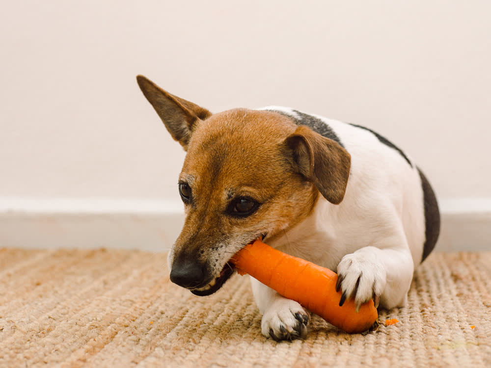 Dog chewing on carrot while lying on rug