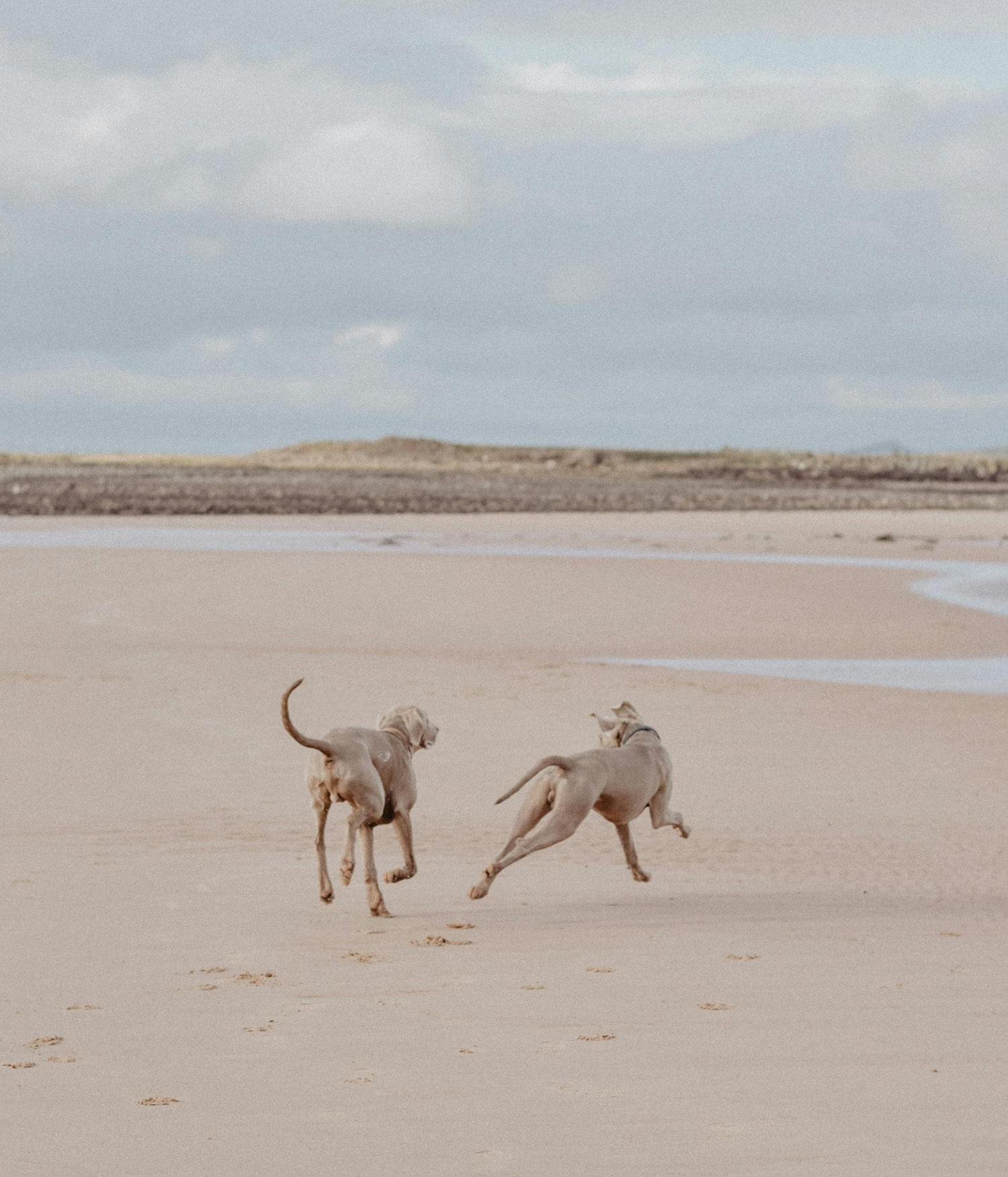 Two Dogs Running on a Beach