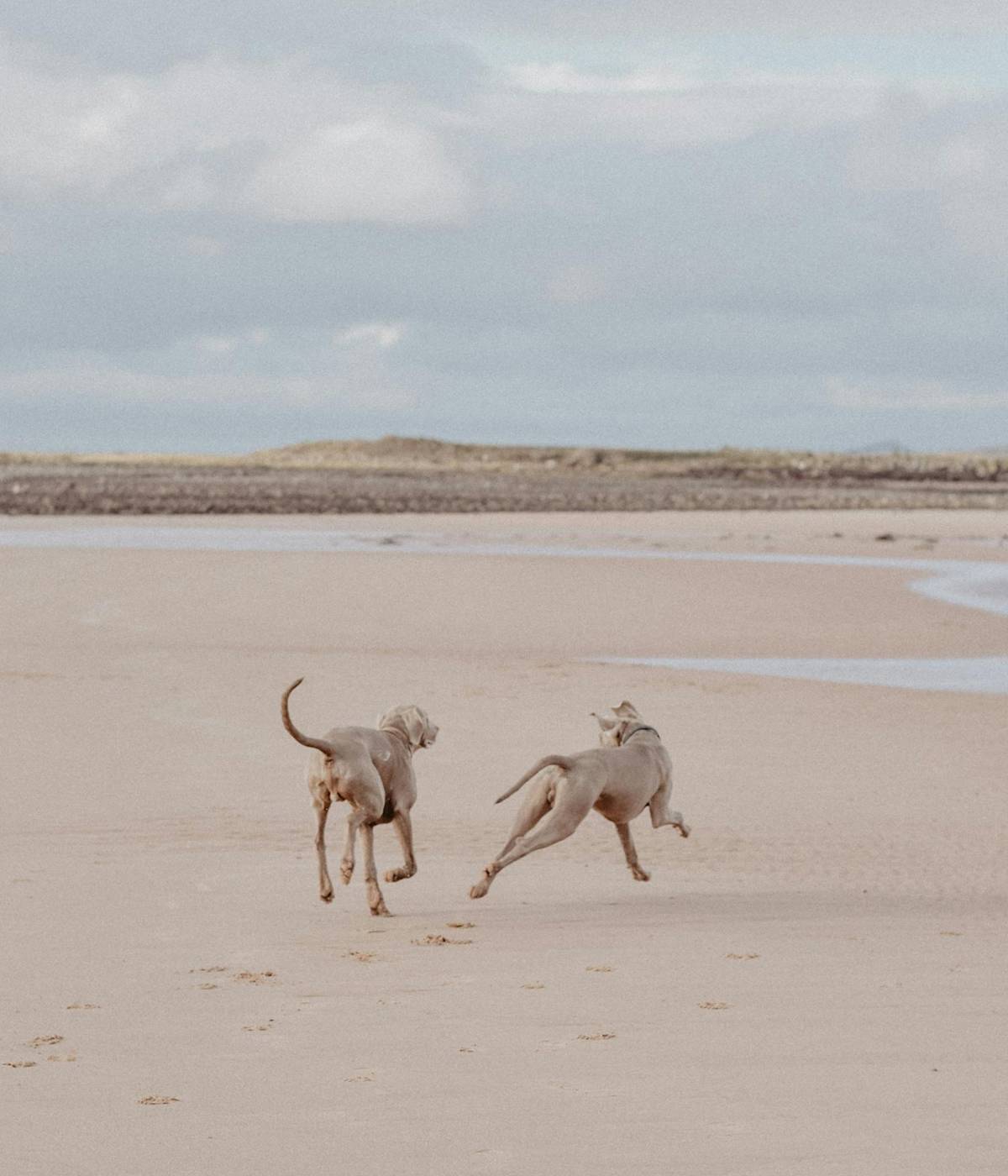 Two Dogs Running on a Beach