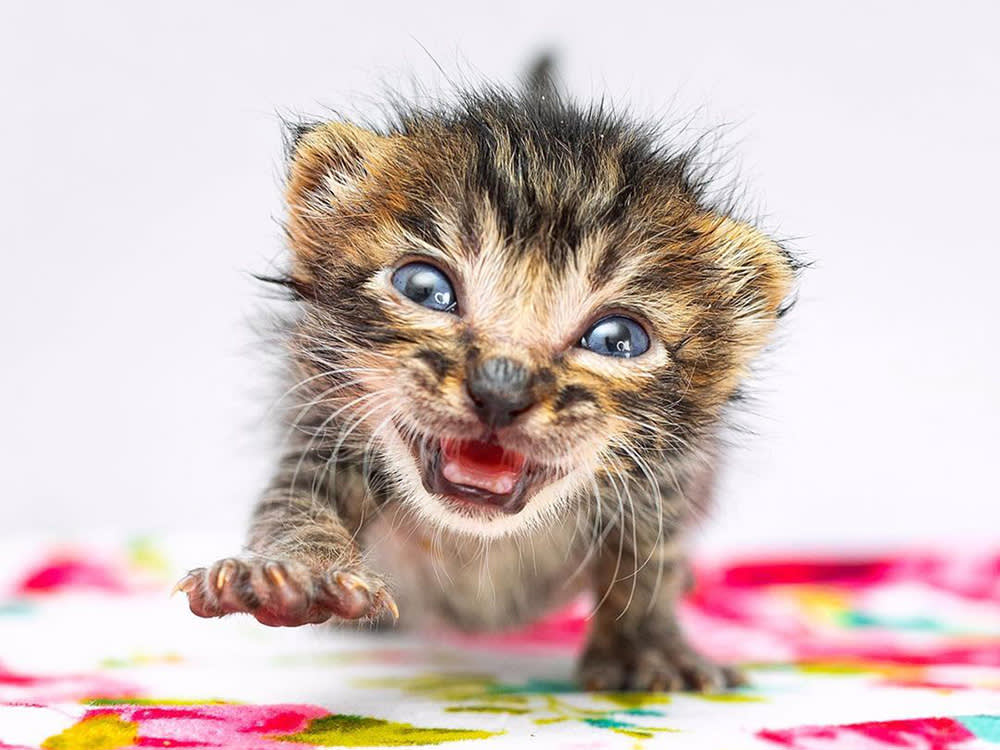 a small brown kitten