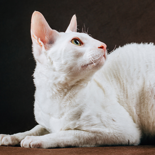 cornish rex cat