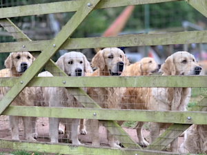Golden Retriever Experience