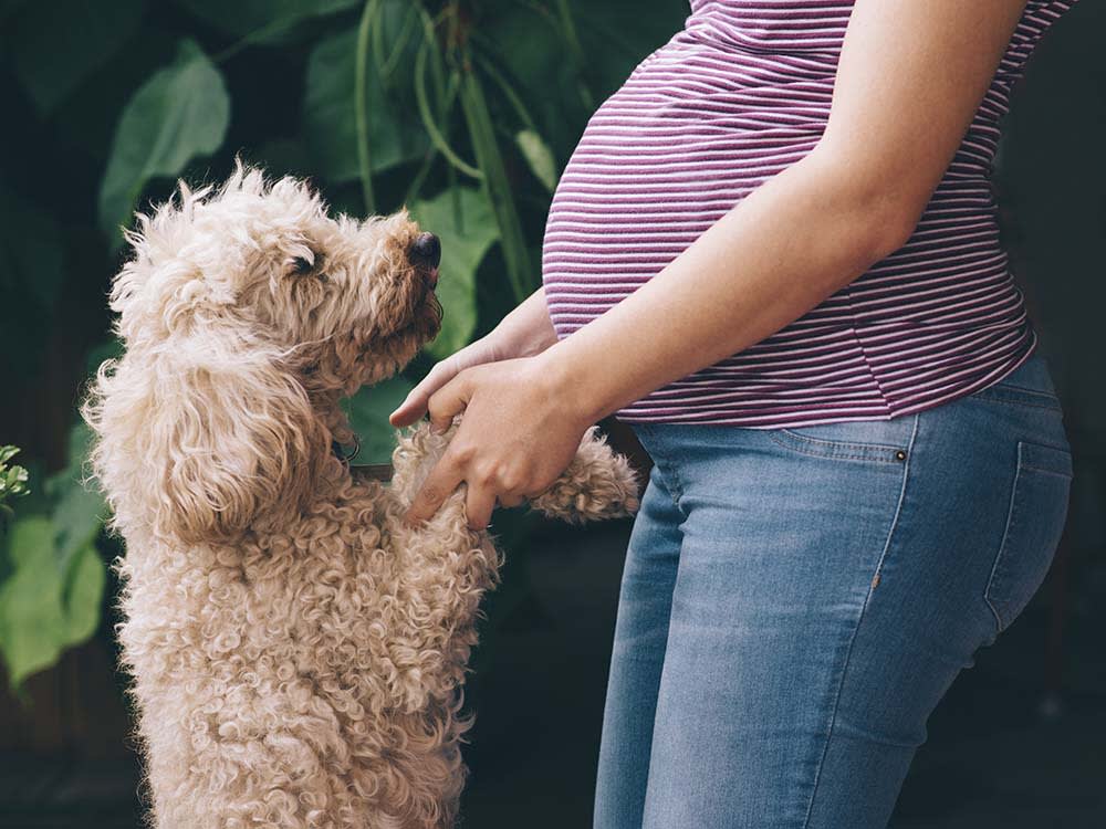 Pregnant woman and her dog playing in the park.